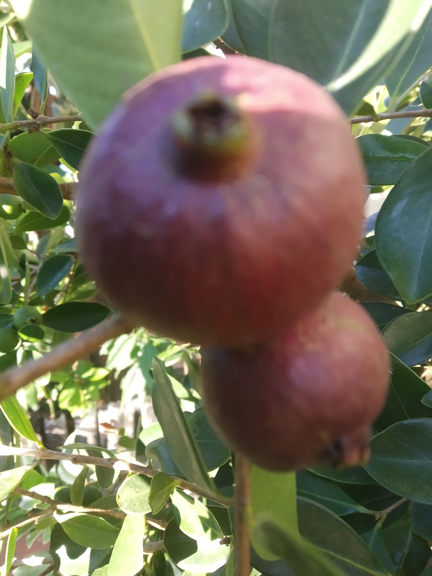 Plantas de Araça roxo