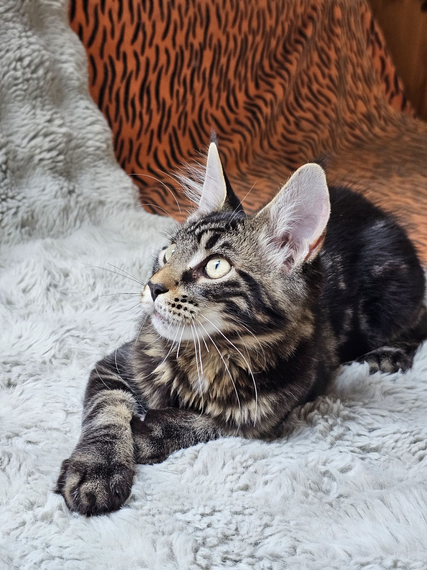Kocurek rasy Maine Coon - rodowód FPL