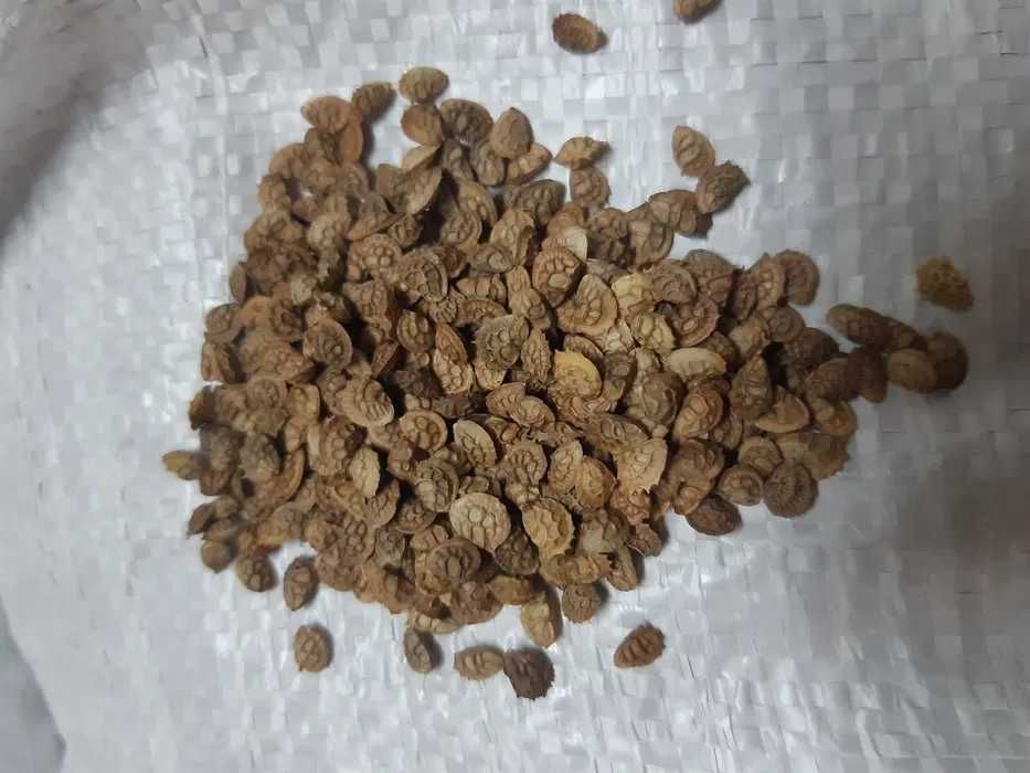 Rzodkiew oleista, Facelia, Gorczyca Groch Gryka Lnianka Lucerna Konicz