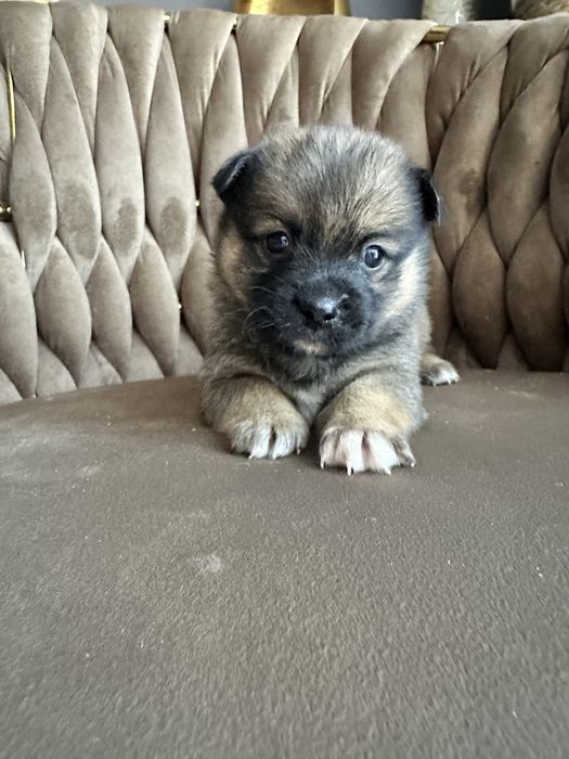 Pieski mieszańce Shih Tzu