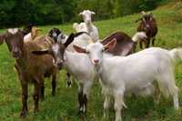 Терміново продам молочні кози