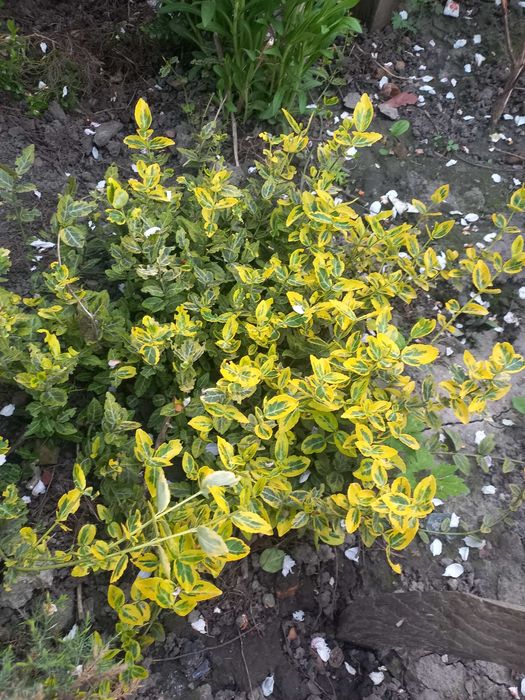 Бересклет, ялівець, самшит