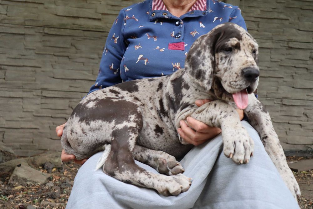Dog niemiecki merle suczka Hodowla La Componella FCI ZKwP