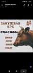 Продам корову на тримання