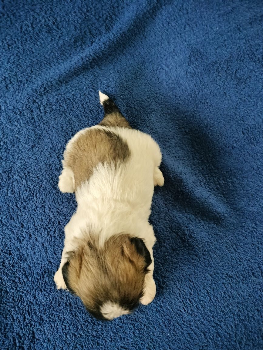 Sprzedam suczkę Shih-tzu tri-color