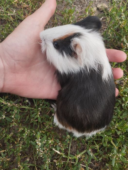 Віддам морські свинки