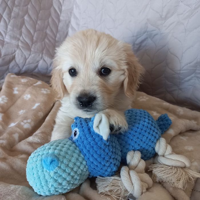 Szczenię Golden Retriever z Rejestrowanej Hodowli ZkwP