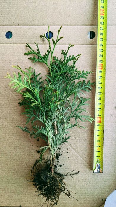 Туя смарагд 20-30см