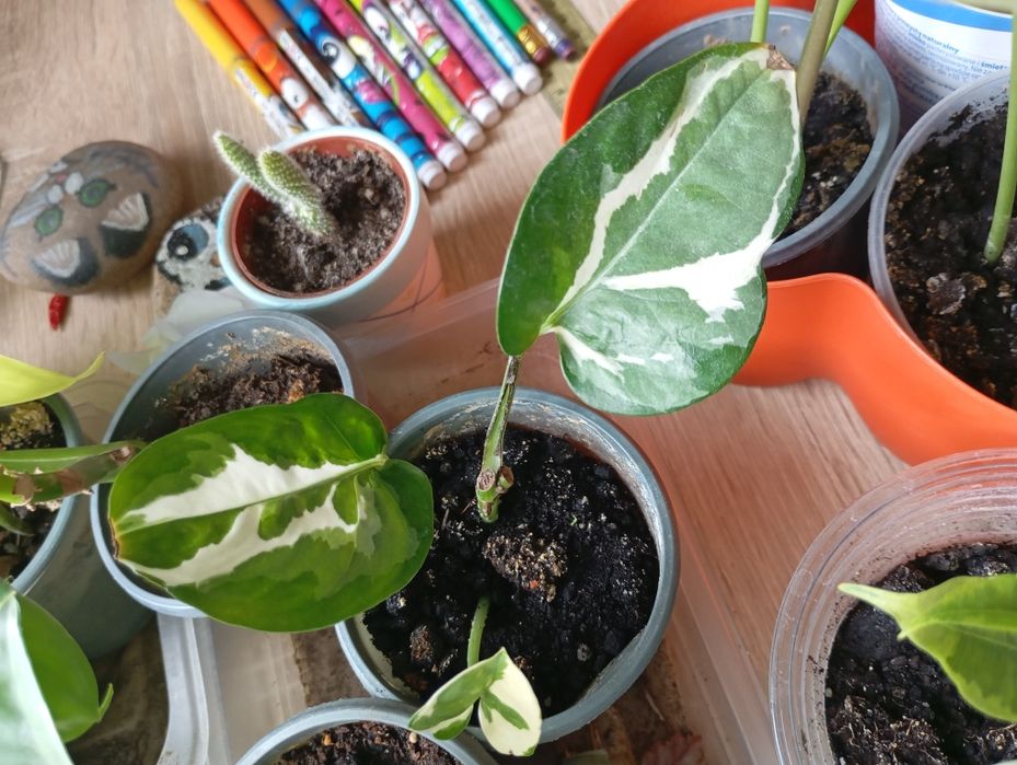 Розпродаж кімнатних рослин, папірус, філодендрони,, сингоніуми