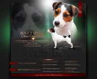 REPRODUKTOR Jack Russell Terrier  -ZKwP FCI