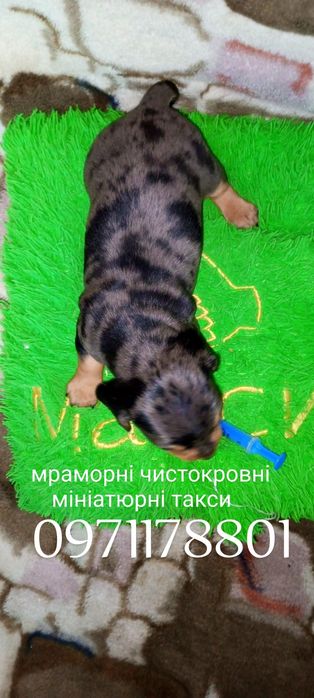 Мініатюрні чистокровні мраморні такси