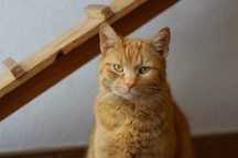 Garfield- kocur do adopcji