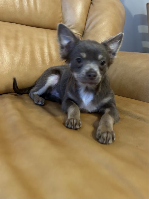Chichuahua czekoladowy piesek
