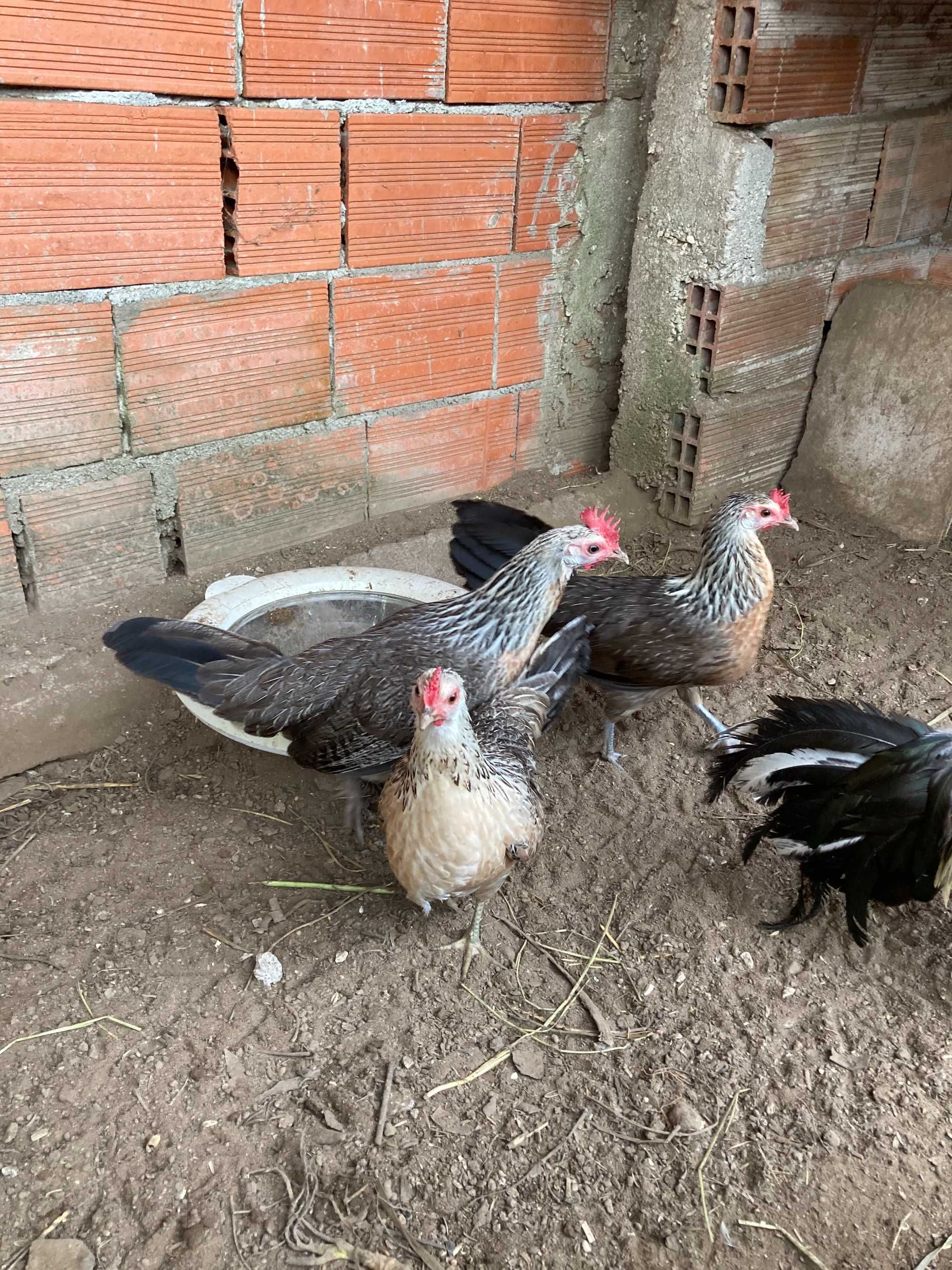 Ovos fecundados e pintos de várias galinhas de raça.