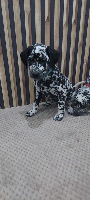 Dalmatyńczyk- suczka gotowa do odbioru