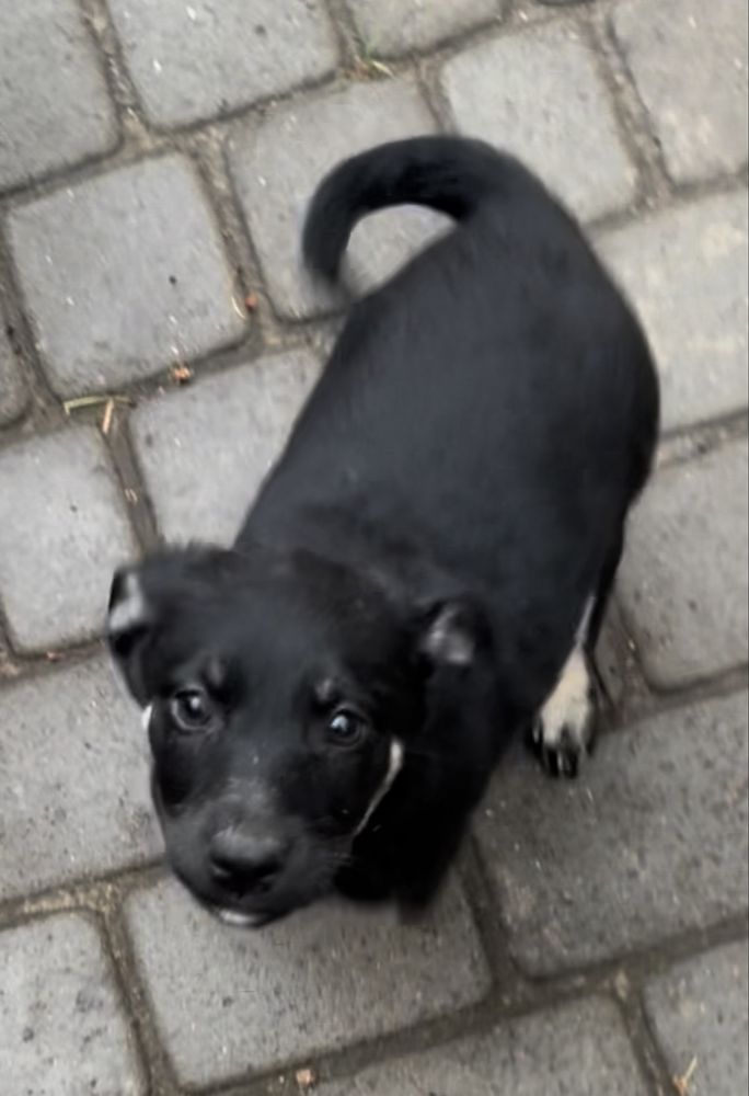 Цуцики, дівчатка, 2,5міс