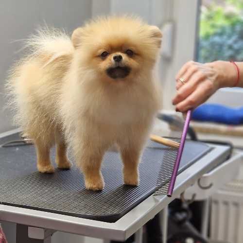 Грумер- шукаємо майстра в свою команду!