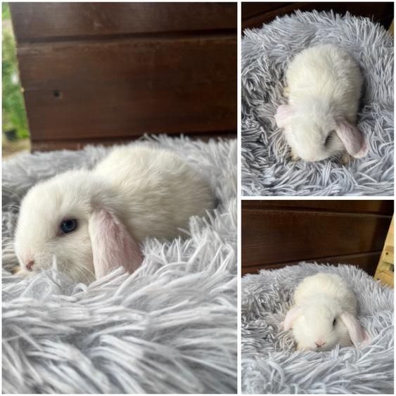 Króliczki Mini Lopki