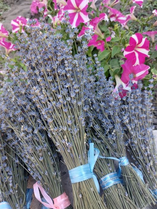 Продам саджанці лаванди