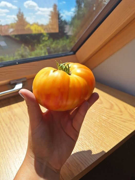 Nasiona kolekcjonerskie pomidorów