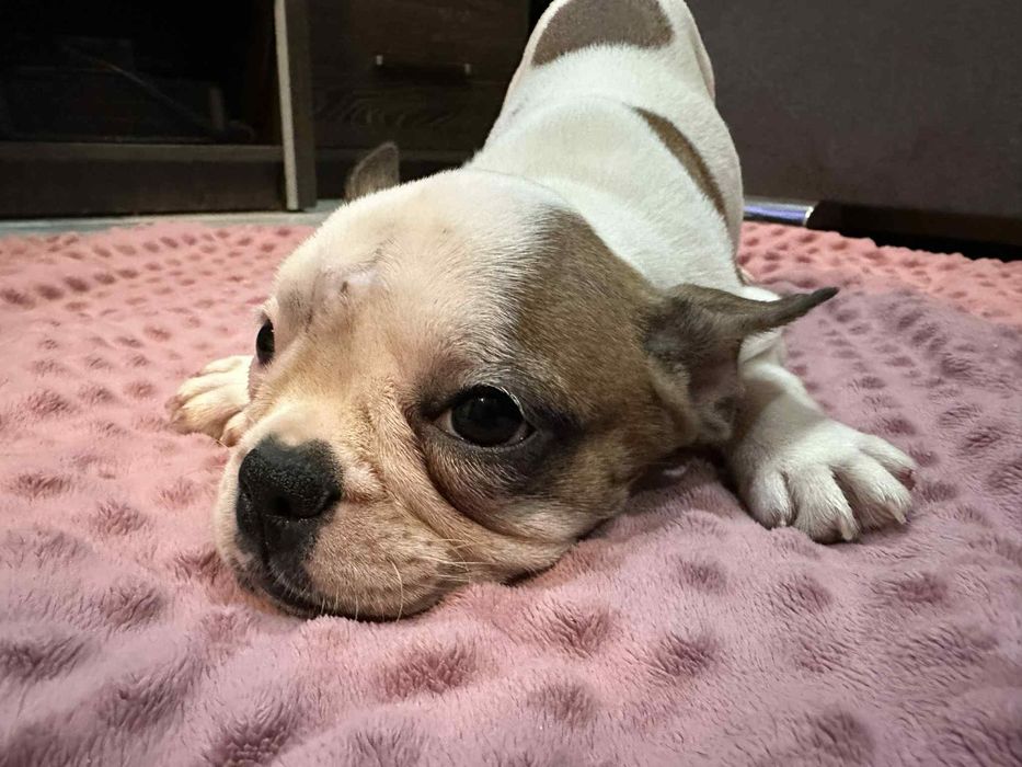 Buldog francuski suczka
