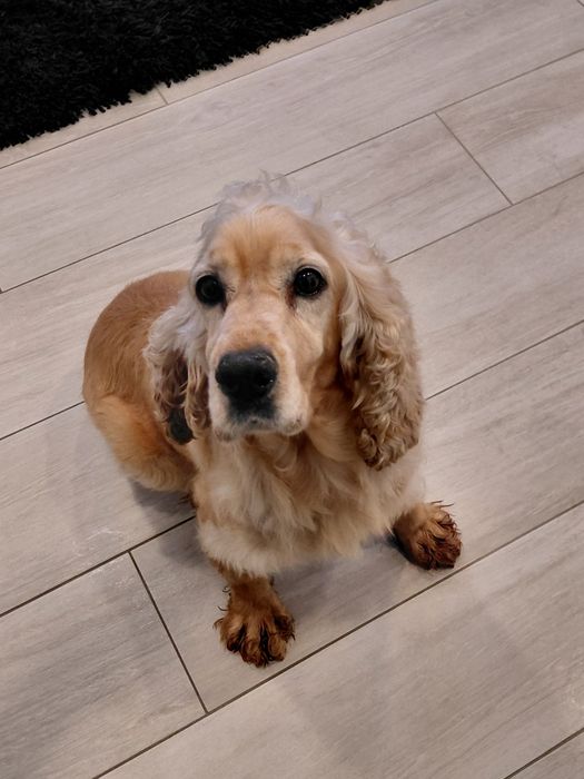 Mel- Cadela cruzada de cocker para adoção responsável