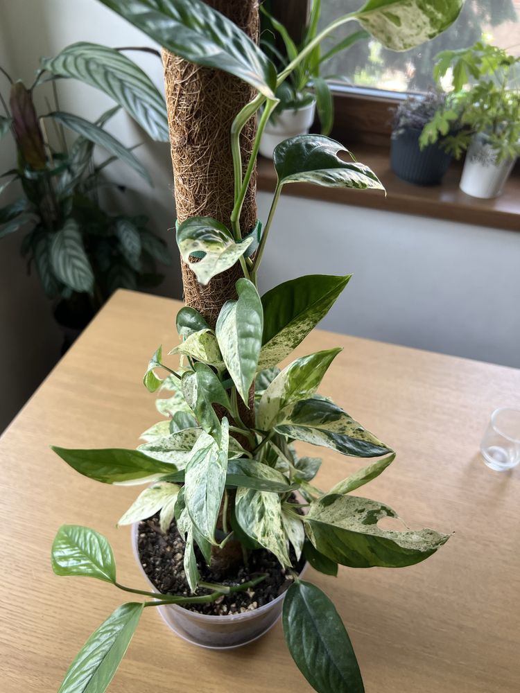 Epipremnum Pinnatum Marble Variegata