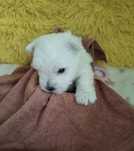 Szczeniaczek -suczka - West Highland White Terrier FCI