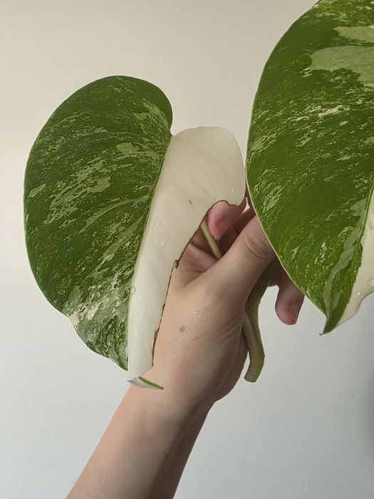Monstera varie 2 liscie
