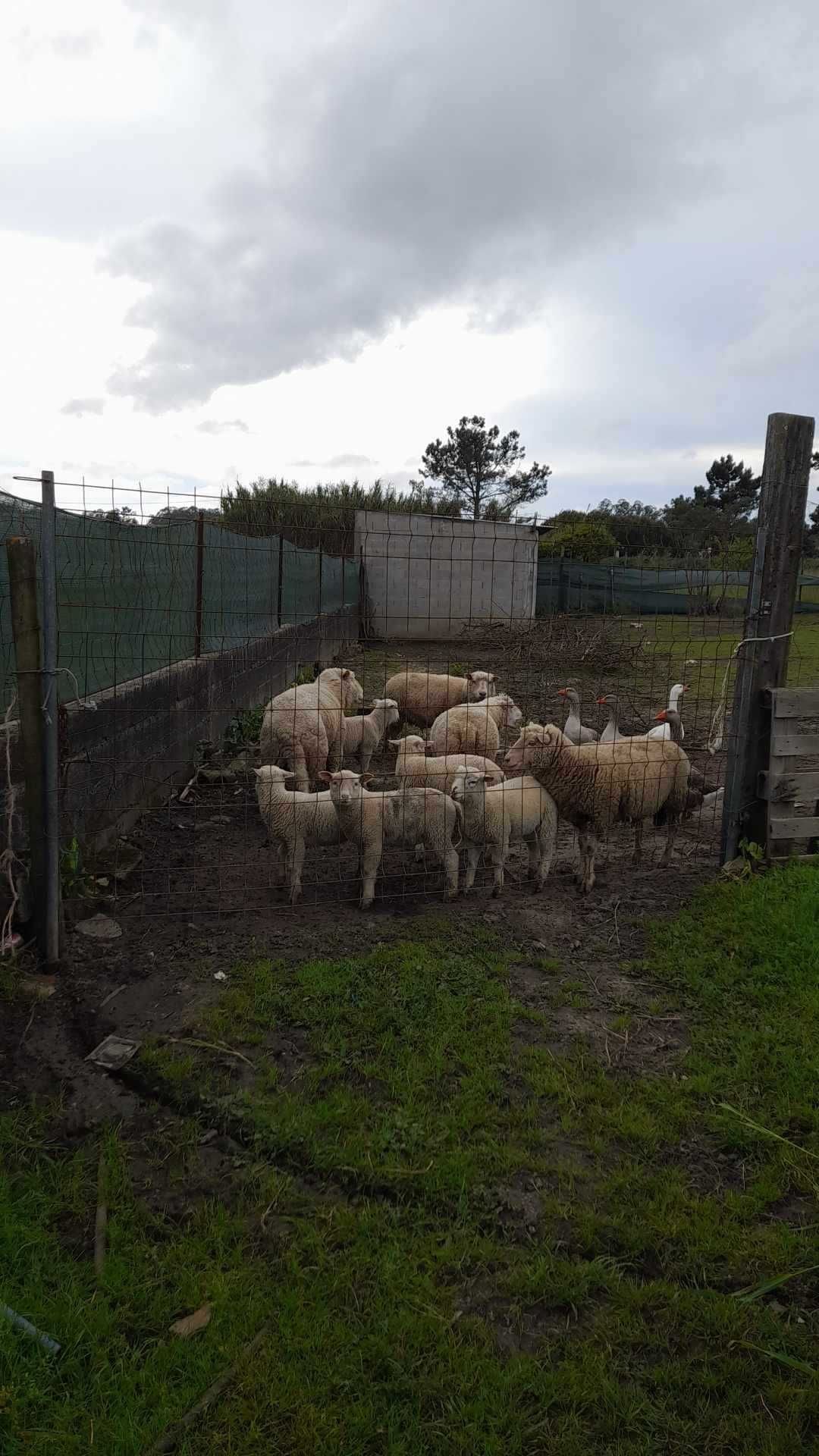 Ovelhas e borregos!