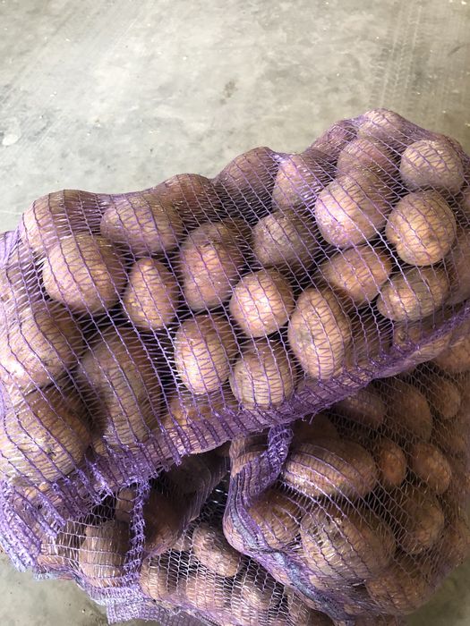 Продам картоплю домашню Бела Роса та інші сорти