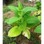 Sementes de Tabaco 2100+ e Manual de cultivo Virginia Gold