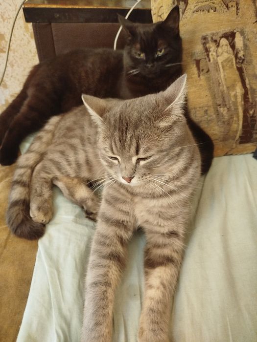 ВОЗНАГРАЖДЕНИЕ 100$ ГАРАНТИРУЮ Пропал кот!!!Не проходи мимо пожалуйста