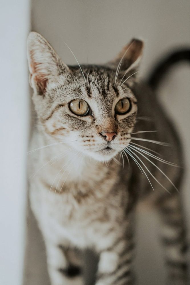 Willa, uma menina que espera por carinho