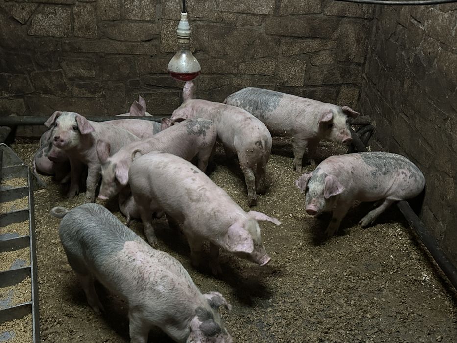 Leitoes bisaros ideal para assar ou criar