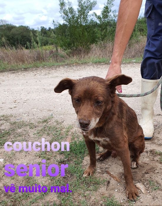 Cão Porte Médio Para Adoção (Couchon)