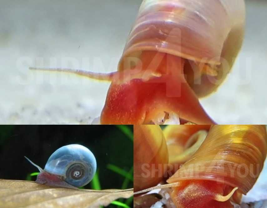 Caracóis Planorbis ( Azul / Rosa / Laranja)