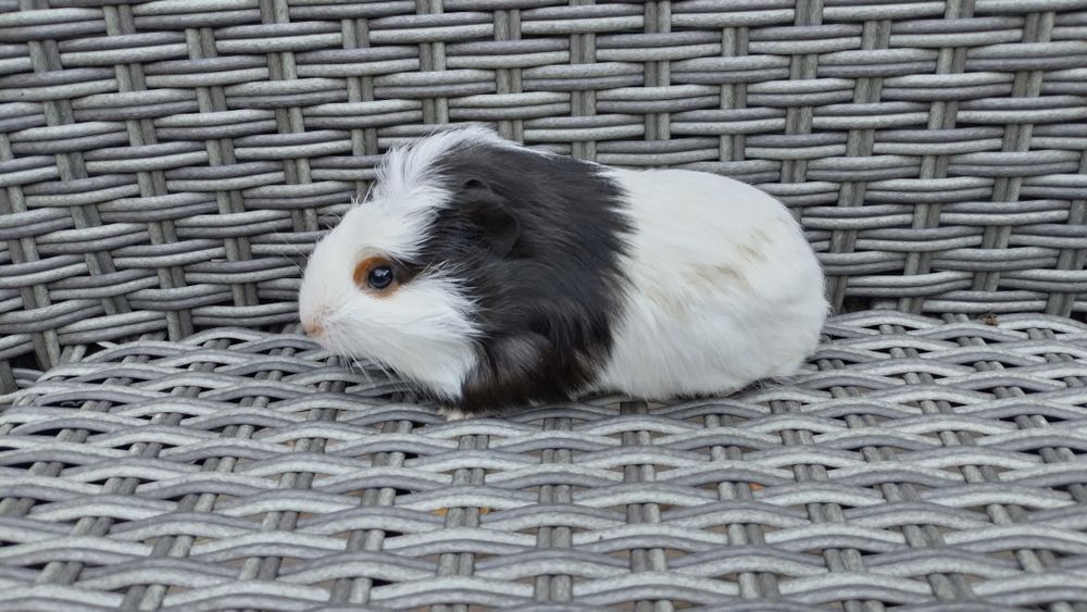 Świnki świnka morska