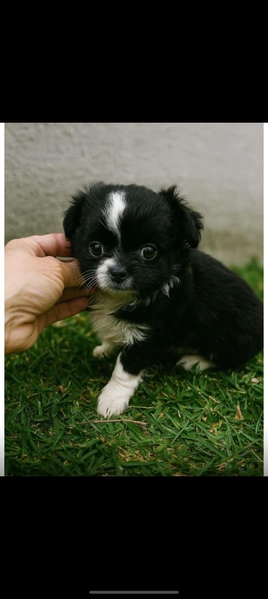 Chihuahua menino mini pelo longo
