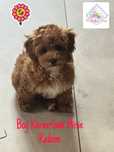 Maltipoo pies tata badania genetyczne