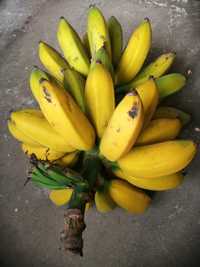 Bananeira de varios tamanhos