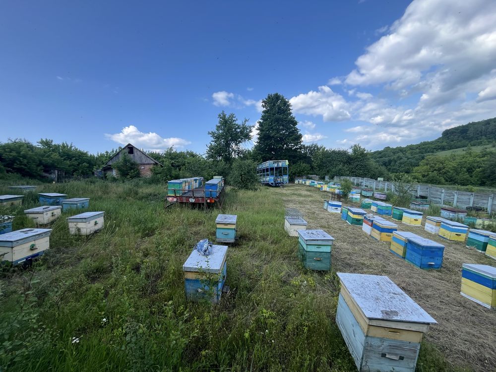 Продам липовий мед 2025 року. Натуральний, ароматний, свіжий!