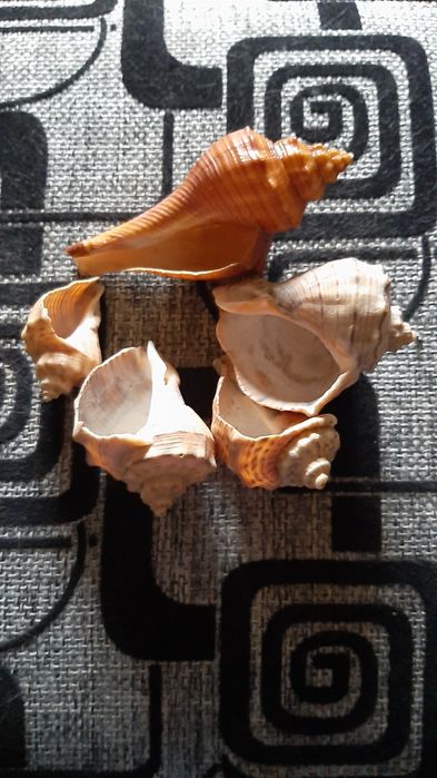 Ракушки для аквариума