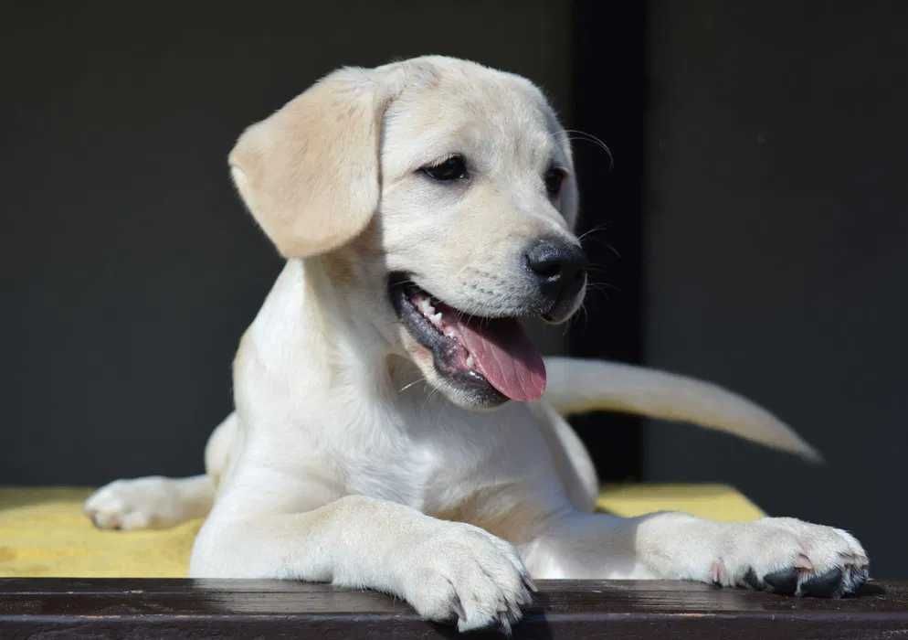 Щенки лабрадора шикарная родословная от Salutas