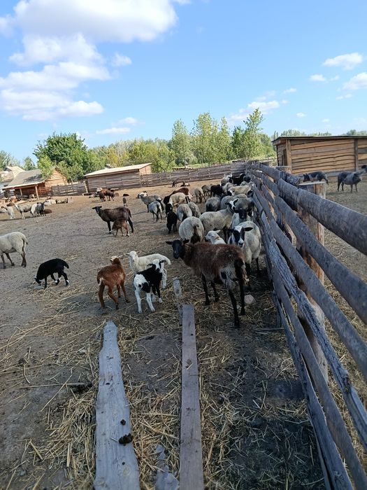 Реалізуємо маленьких поросят породи Кармал.. та.вівців