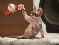 AMIR*kocurek*DevonRex*rodowod_FPL