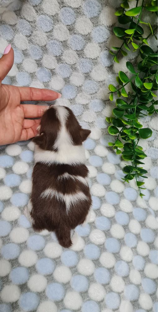 Estupendo Chihuahua de Qualidade. Linhagem Russa
