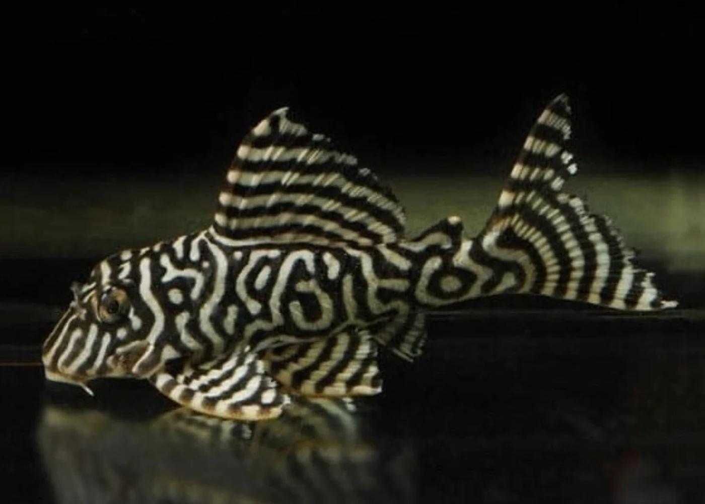 Hypancistrus varias linhas