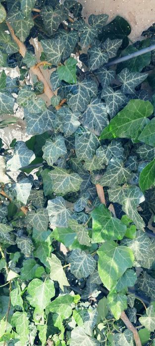 Плющ плетистий вуличний