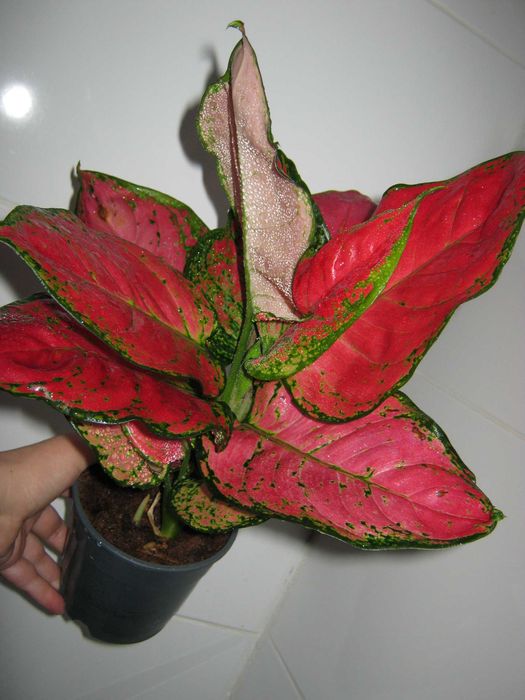 аглаонема красная и желтая есть детки от 350грн